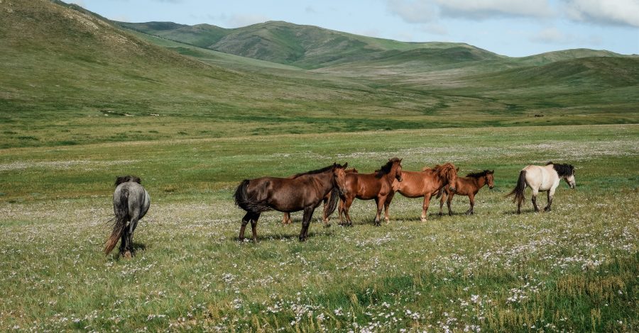Mongolian Horses