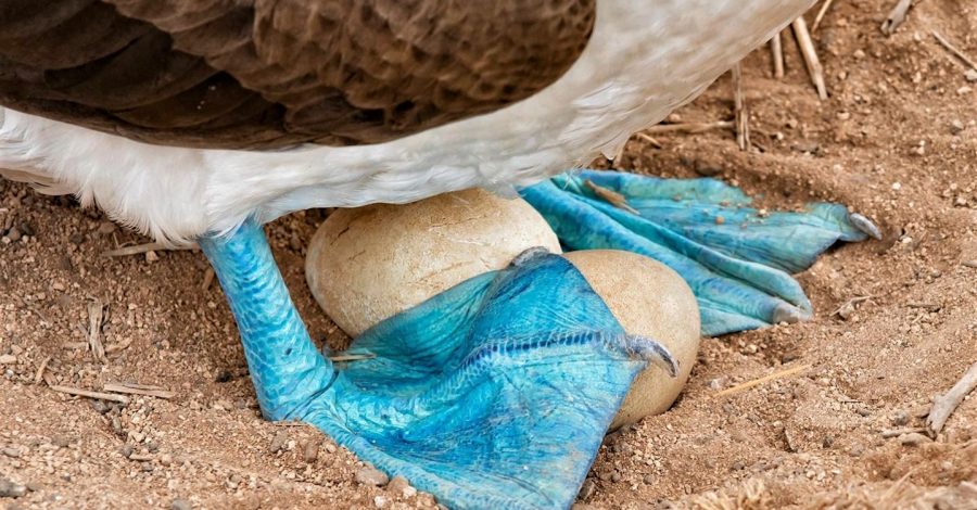 Blue Footed Booby Galapagos